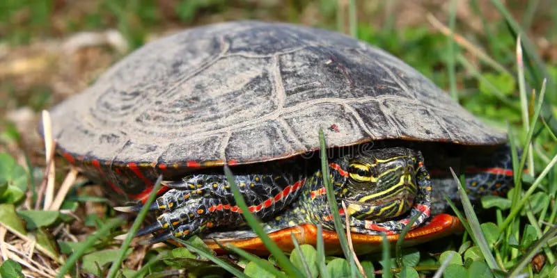 Tortuga Pintada (Chrysemys picta)  Guia
