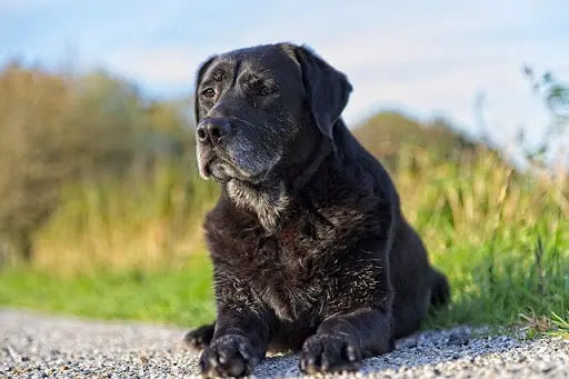 Lección 16: Cuidado y Preparación para la Vejez de tu Perro