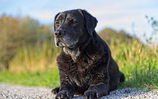 Lección 16: Cuidado y Preparación para la Vejez de tu Perro