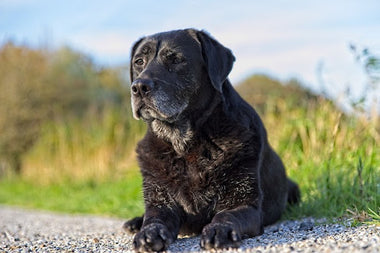 Lección 16: Cuidado y Preparación para la Vejez de tu Perro