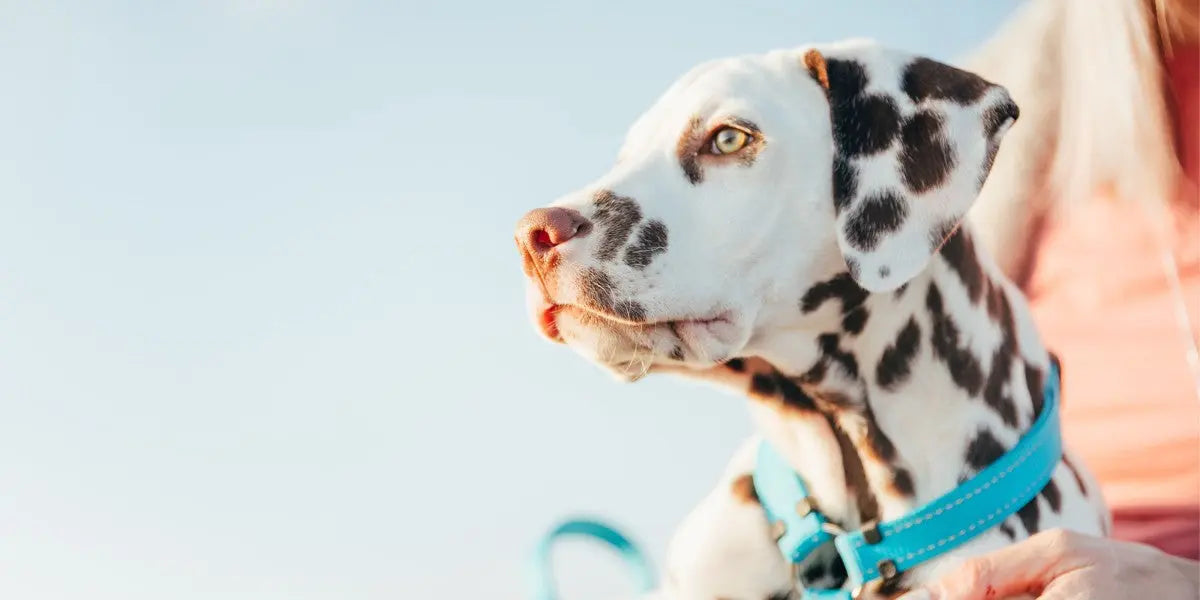 Resumen del Curso Adiestramiento Canino