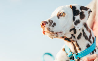 Resumen del Curso Adiestramiento Canino