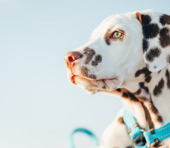 Resumen del Curso Adiestramiento Canino