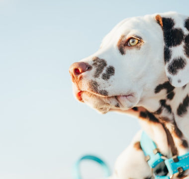 Resumen del Curso Adiestramiento Canino