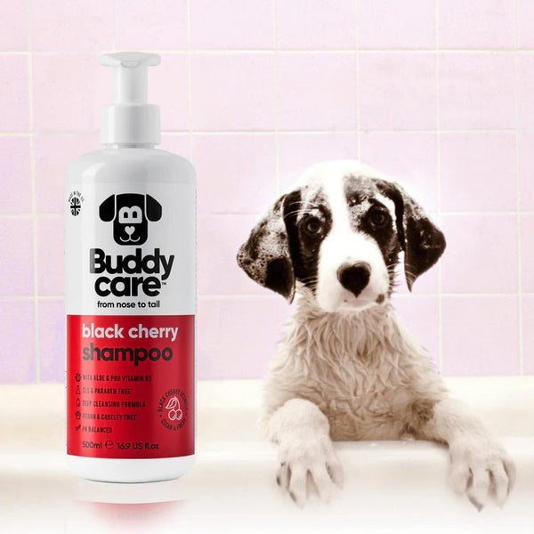 Buddy Care Champú Seco Cereza Negra