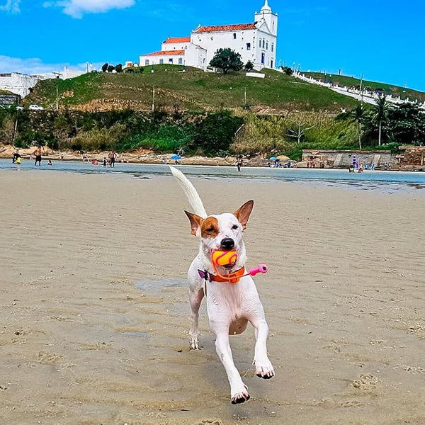 Kong Bunji High-Viz Bola