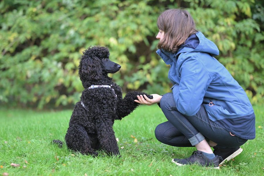 Curso Adiestramiento Canino