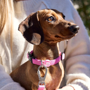 Dukier Collar Pink Dukier
