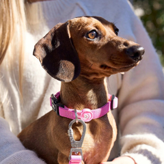 Dukier Collar Pink Dukier