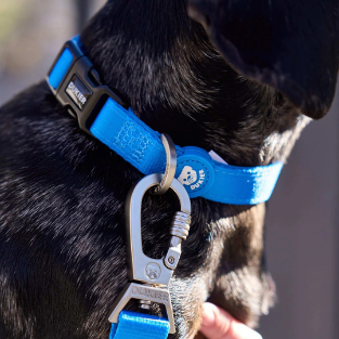 Dukier Collar Blue
