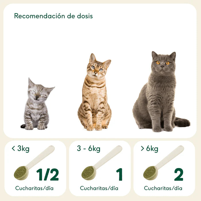 Mejillón verde - AnimalXop