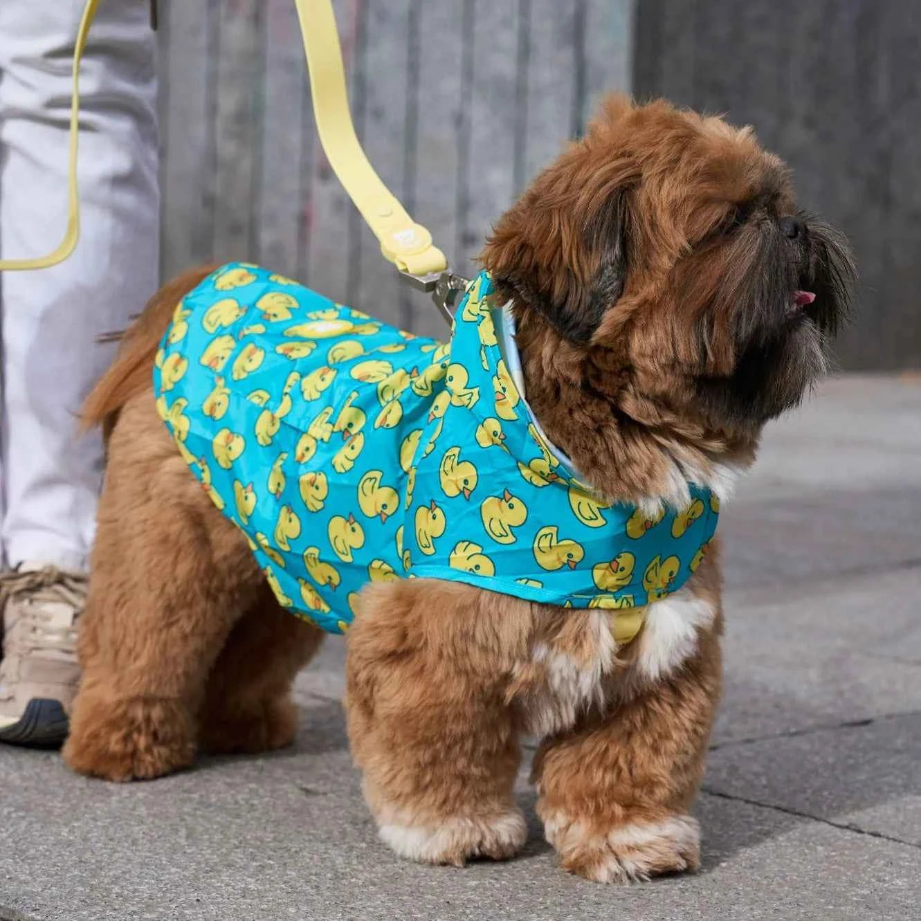 Chubasquero Impermeable con Capucha Ducks