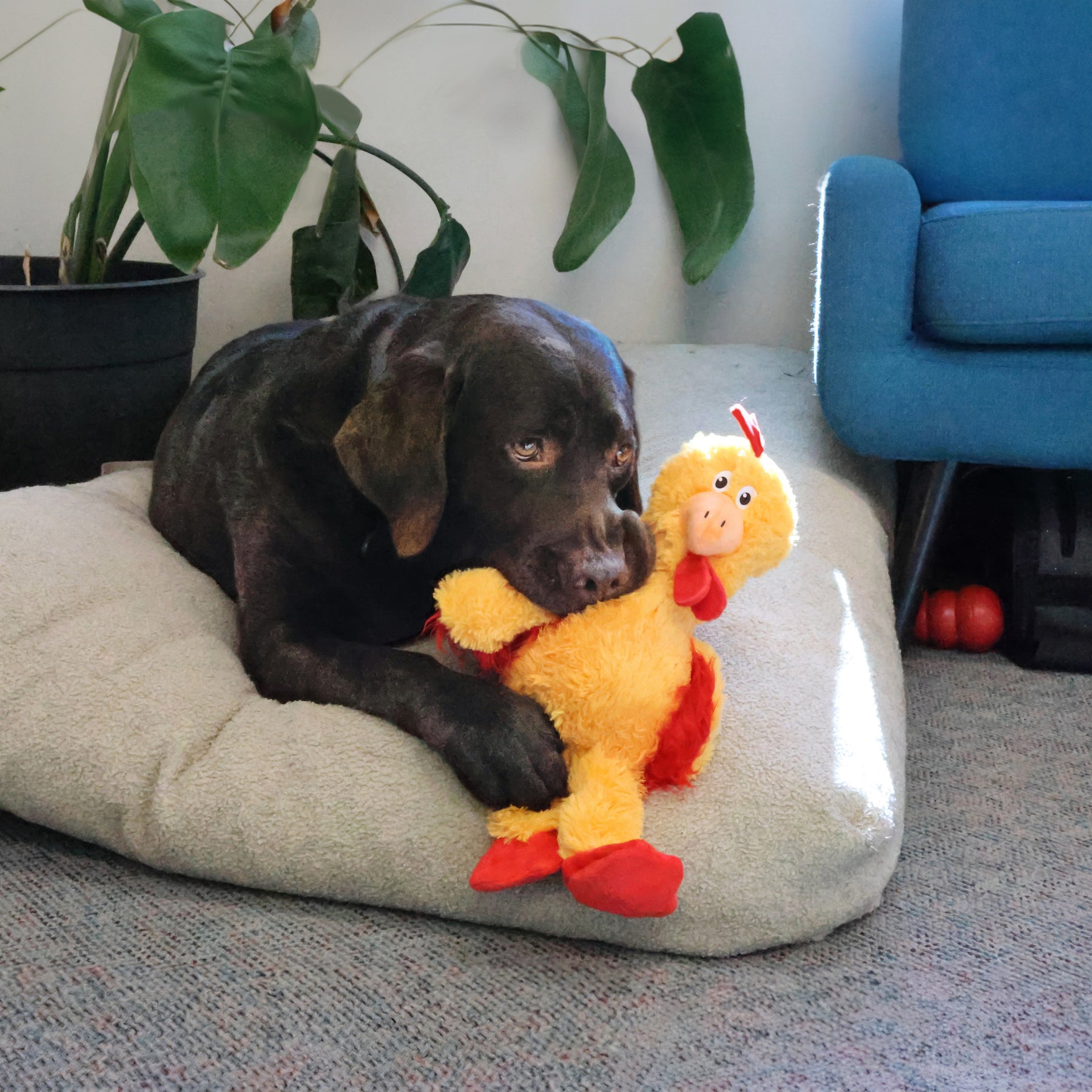 Kong Pollo con Cuerda y Sonido