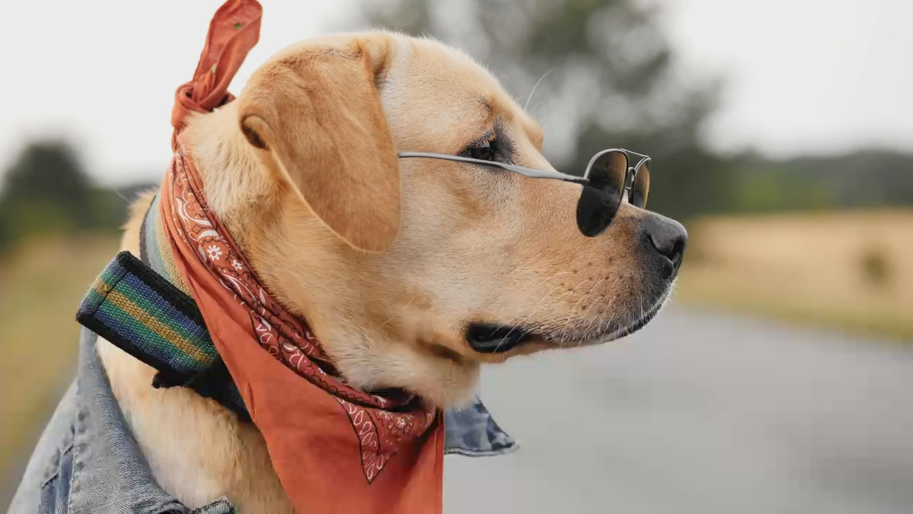 Perro con Gafas de sol AnimalXop